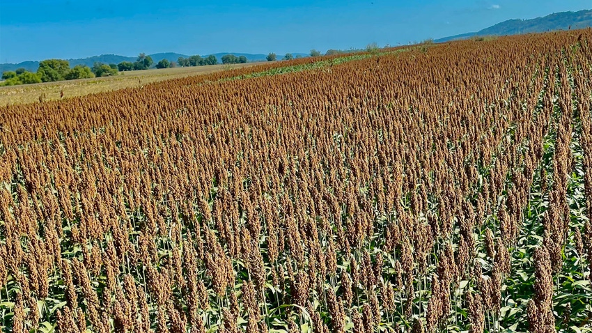 A wide view of a large field of grain sorghum