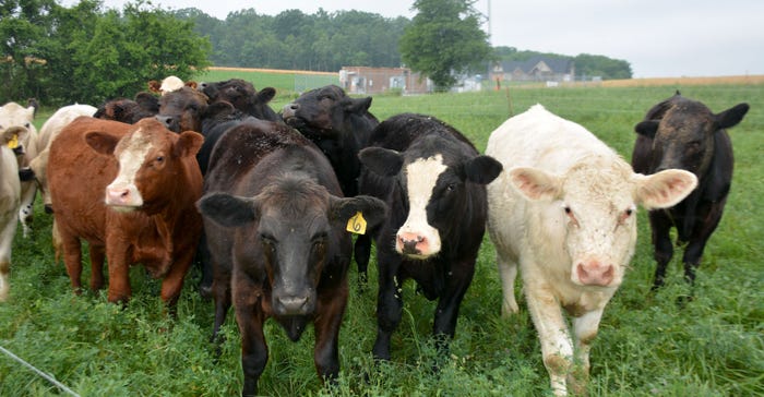 Close up of feeder cattle grazing
