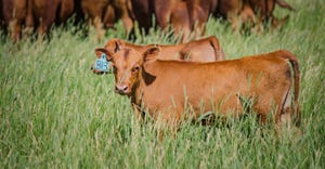 Beef calf standing in pasture