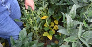 soybean plants with yellow leaves