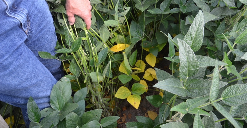 soybean plants with yellow leaves