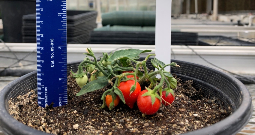 WFP-UC-tiny-tomatoes.jpg