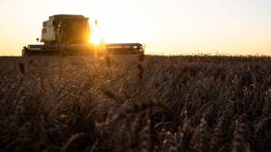 wheat harvest on Murray Farms
