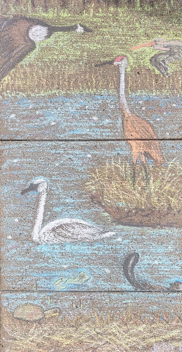 drawi    Chalk drawing by Karen Hanson of Cresco, Iowa, for the "Iowa's wetland diversity" category, depicts a wetland scene 
