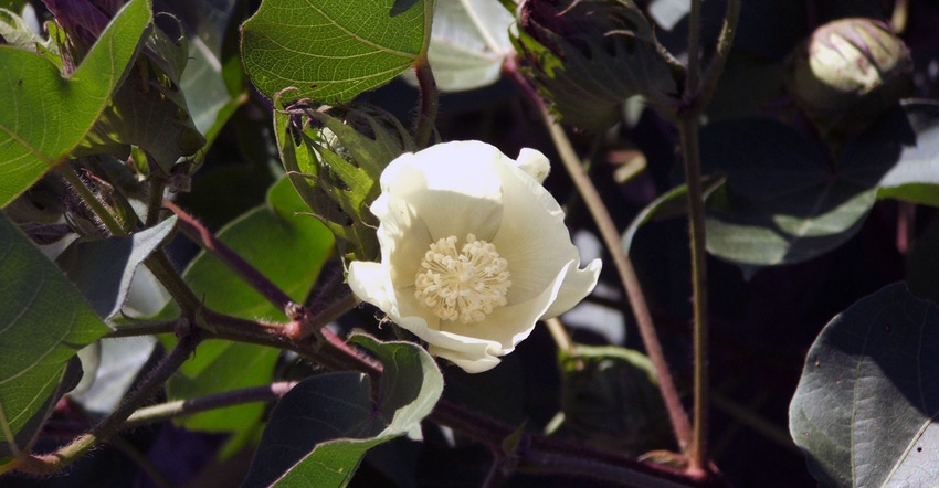 CottonFlower-Georgia-3-a.jpg CottonFlower-Georgia-3-a.jpg