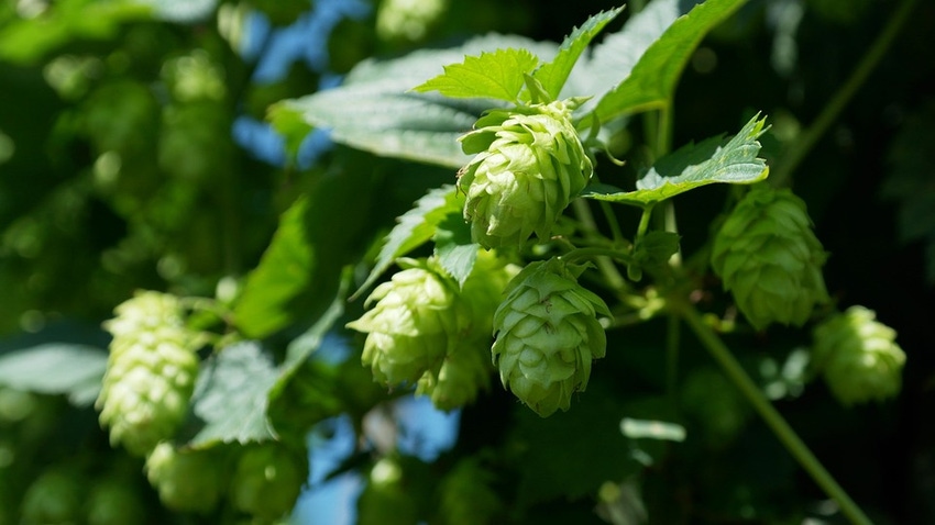 Hops Hops