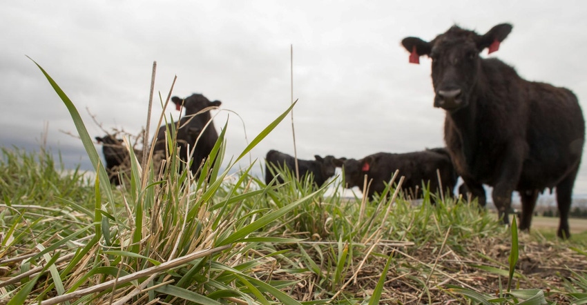 Ground level view of a rye cover crop with cows grazing in the background