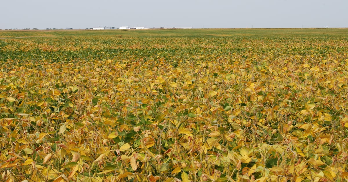 Iowa corn, some soybeans, lag in maturity as harvest begins
