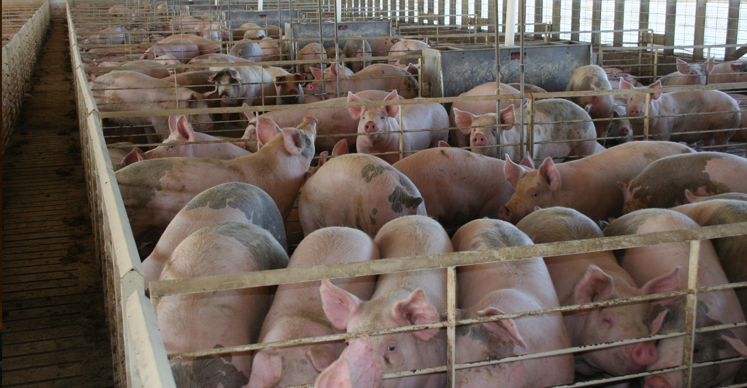 Risk of African swine fever virus introduction into the United