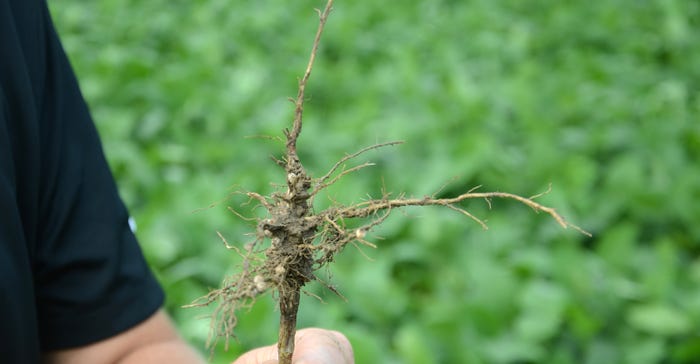 soybean plant roots