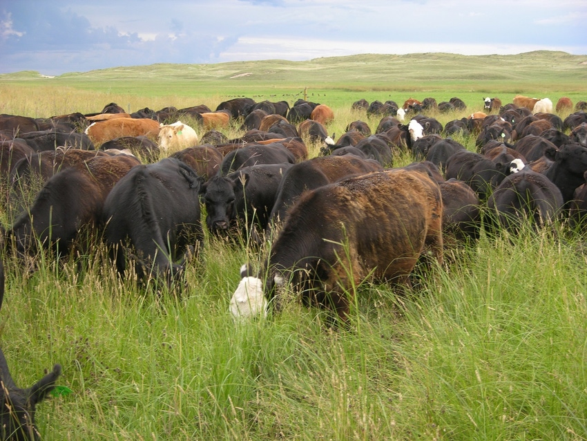 Cattle grazing at high stock density in Nebraska
