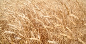 closeup of wheat in field