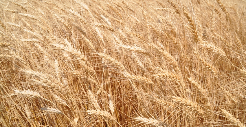 closeup of wheat in field