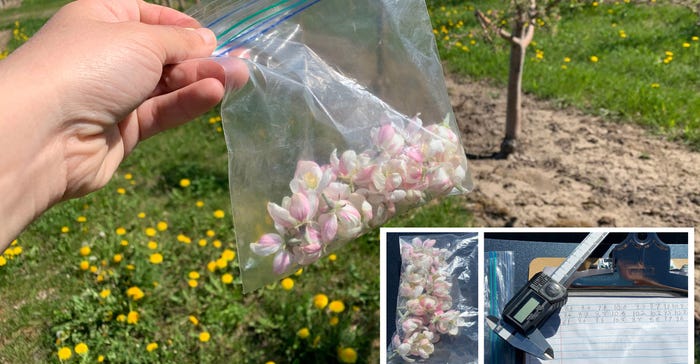 collection of apple blossoms collected from a northern New York apple orchard for measurement and data entry 