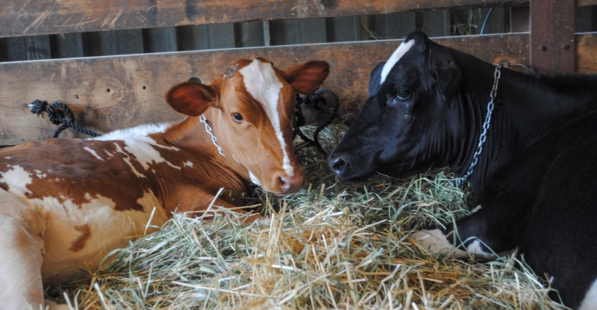 Two dairy cows lying on a bed of straw in a barn