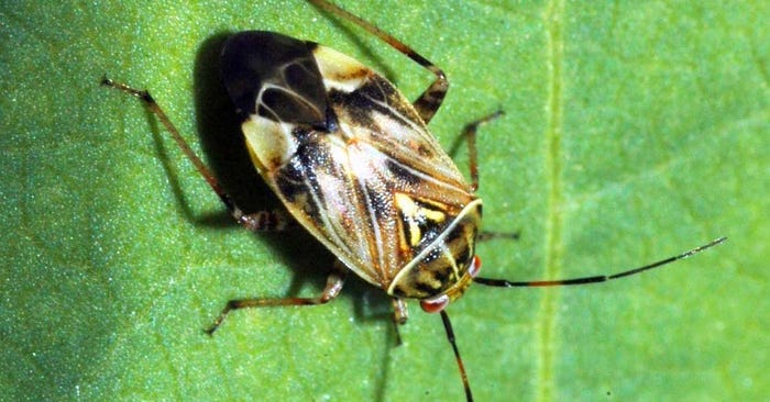 Tarnished-plant-bug-Adult