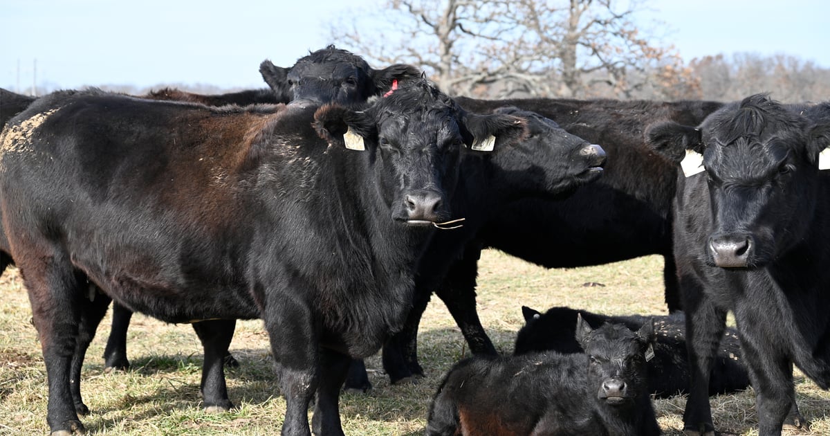 AI or embryo transfer: Which is best for your cattle operation?
