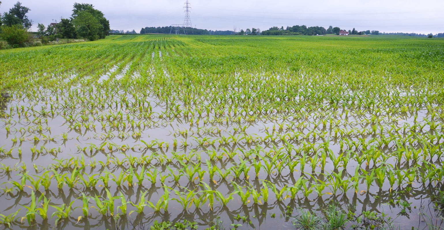 Why you should pay attention to soil compaction