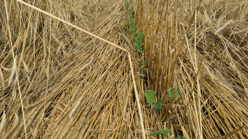 Seedlings emerge weed-free under a mat of cereal rye cover crop