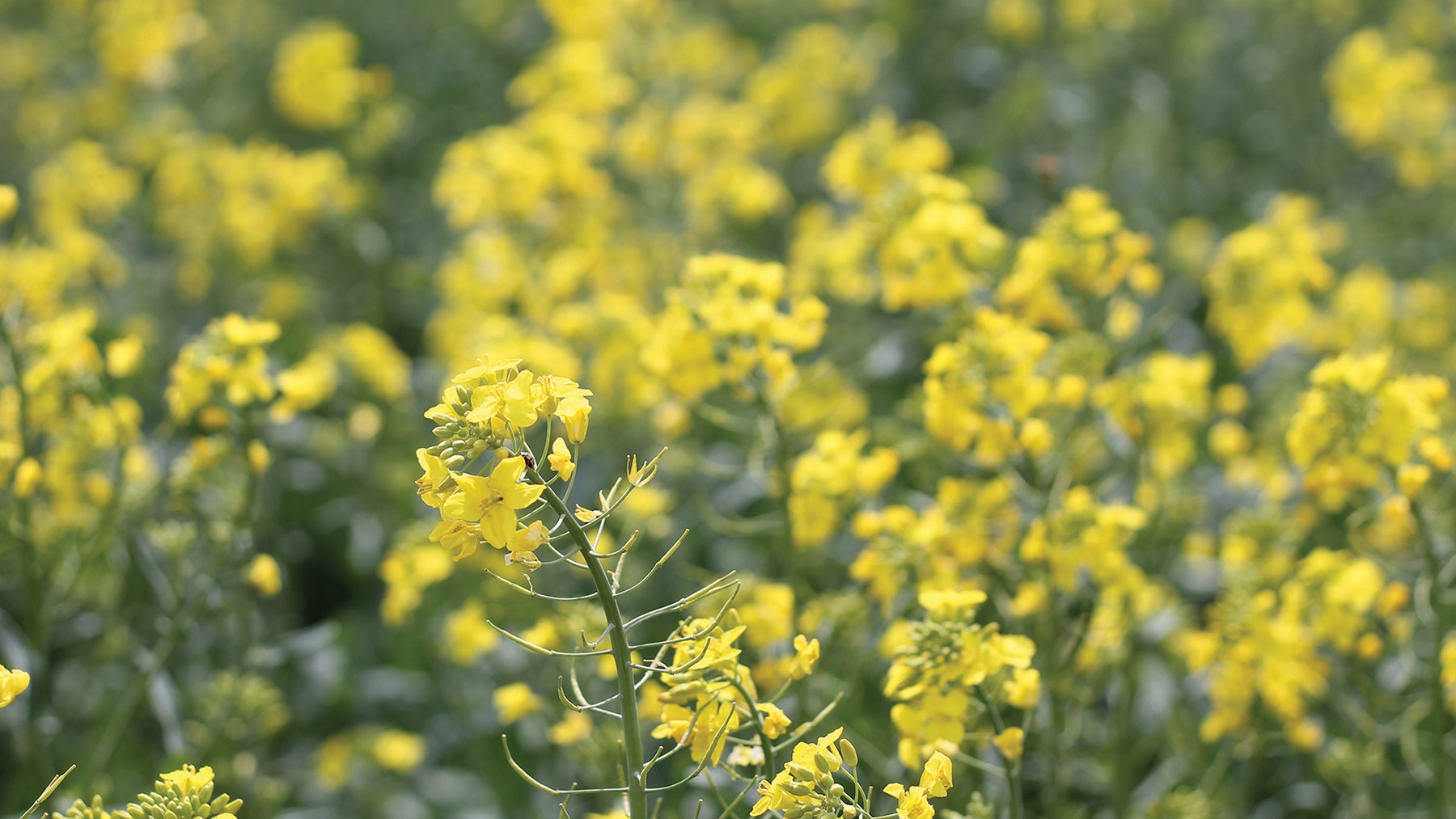 Missouri farmer shares winter canola success, image size:1280x720