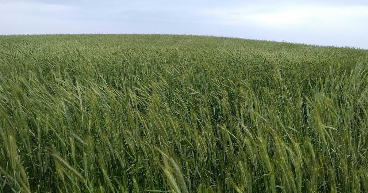 Stumbling block for cover crops