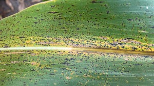 Section of corn leaf full of tar spot