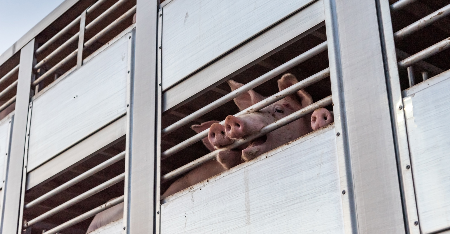 Dual Dry Swine Drying Agent