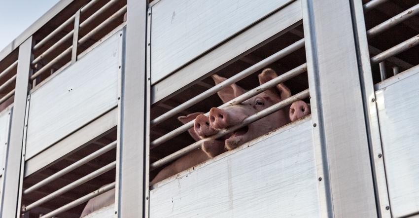 pigs on transport truck