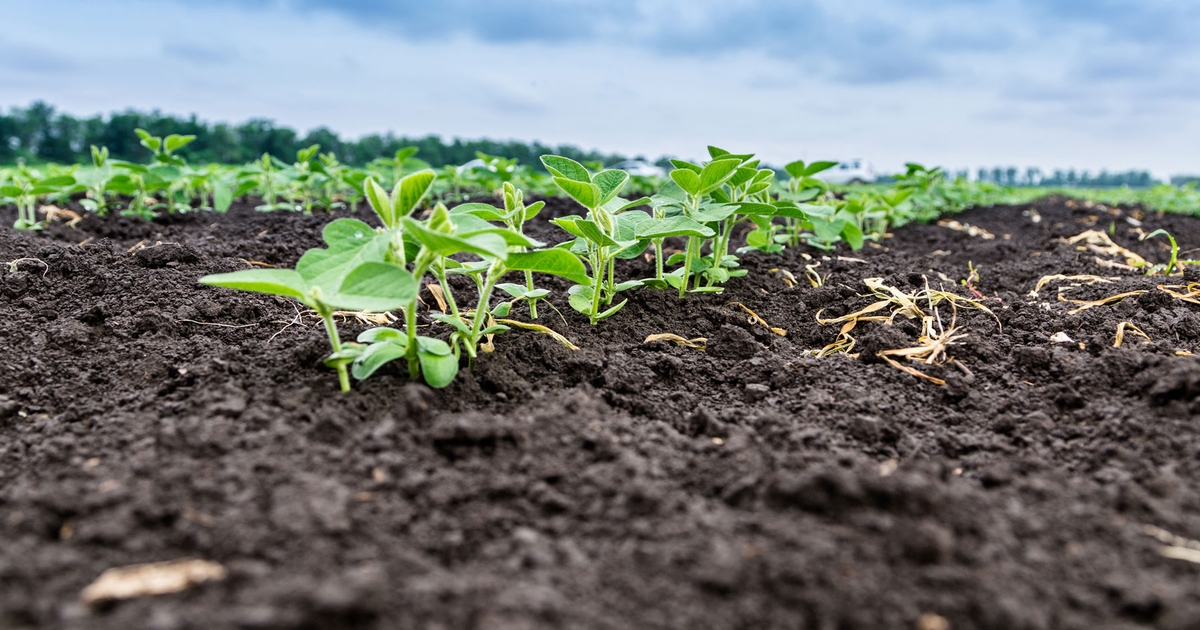 3 options for thin soybean stands