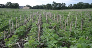 Cover crops  planted with no-till 