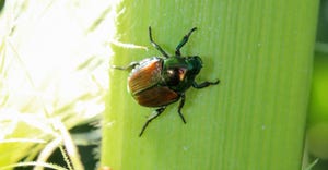 A Japanese beetle on a silk of corn