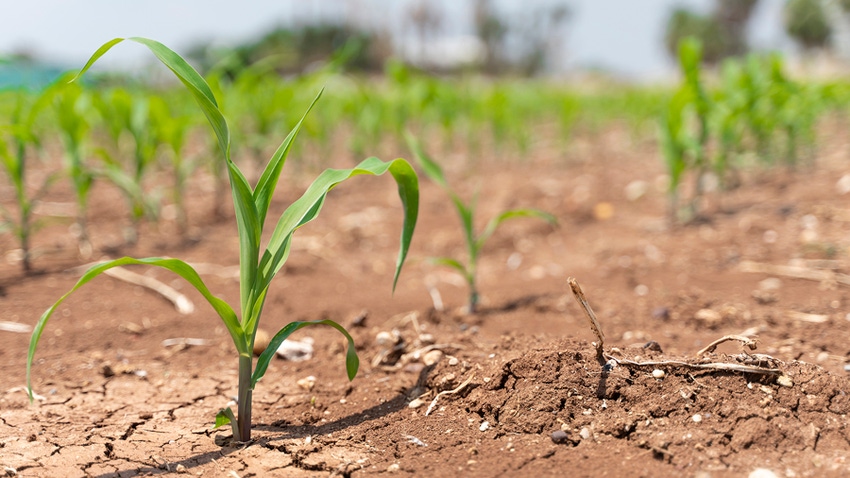 corn in dry field