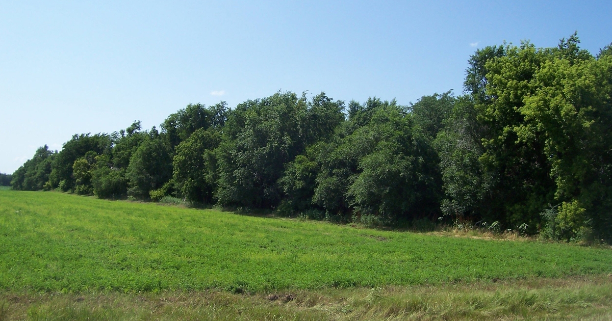 Replacing ash trees in the wake of EAB