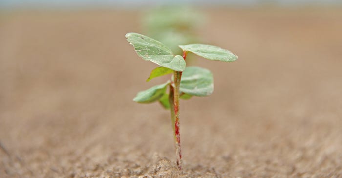 cotton-seedlings-staff-dfp-0028.jpg