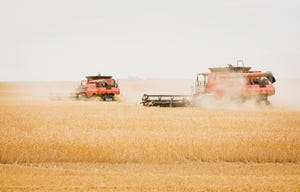Red combines harvesting wheat field