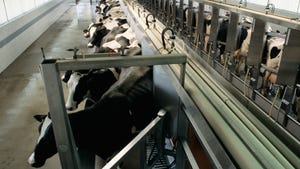 Milking cows on dairy farm