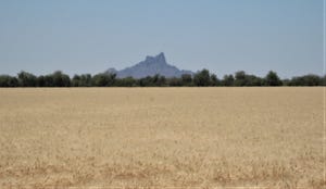 Arizona wheat