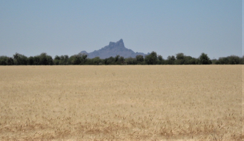 Arizona wheat