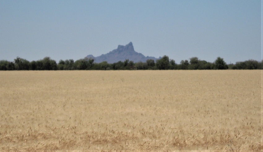 Arizona wheat Arizona wheat