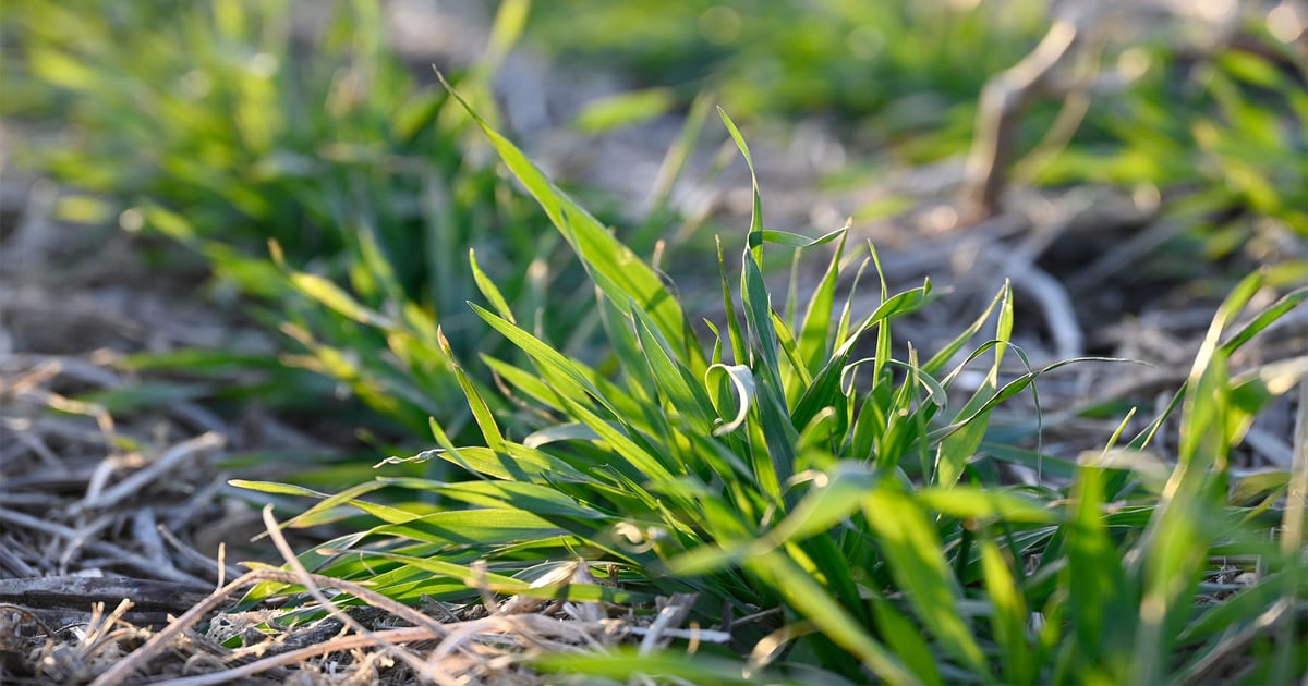 what-you-need-to-know-about-cover-crops-before-corn