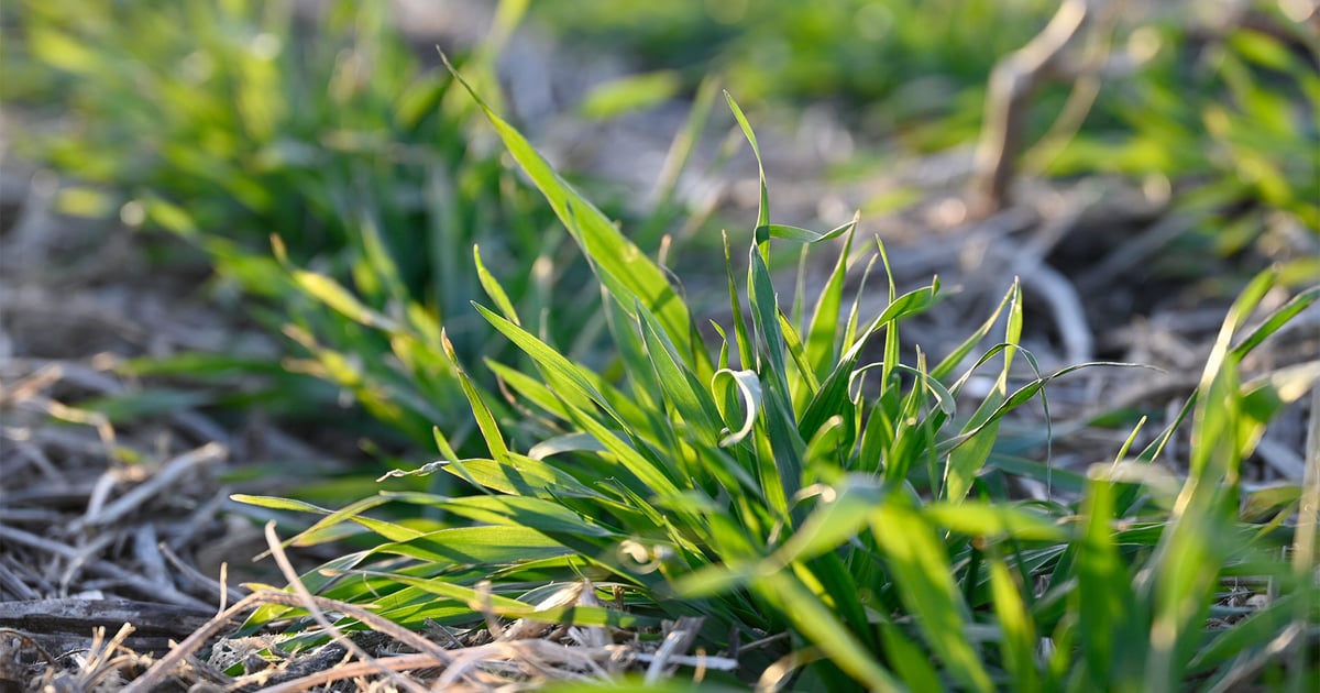 What You Need To Know About Cover Crops Before Corn what-you-need-to-know-about-cover-crops-before-corn