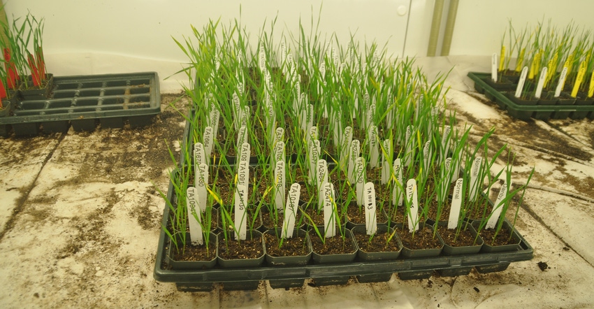 samples of different types of wheat in containers  at the wheat innovation center