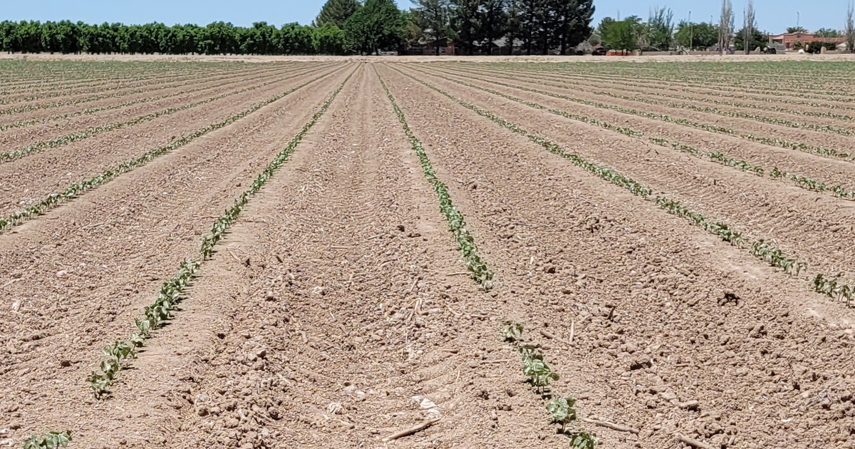 Advantages of Smart Pest Traps in Your Nut Orchard - Growing Produce