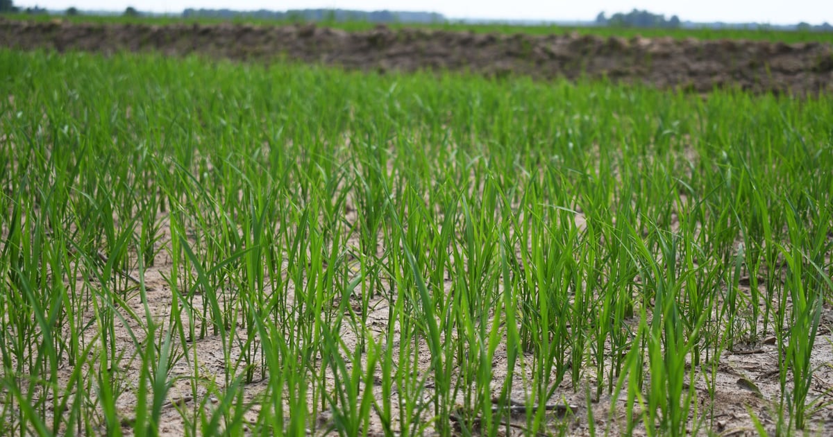 Early Rice Farming Rice assistance payment rolls out