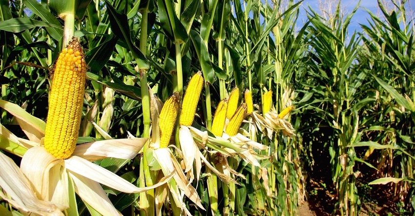 Line of corn ears