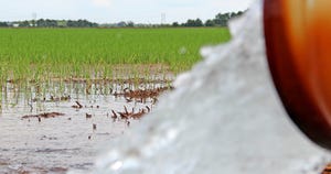 rice-flooded-staff-dfp-6170 copy.jpg