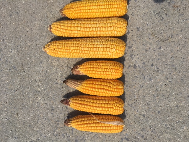 For high-yield corn, sunlight and seed rate matter This year proved it