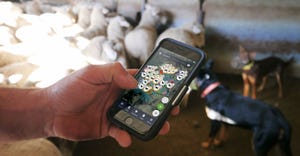 AgriWebb mobile app in use with sheep herd