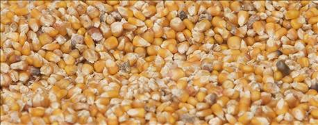usda_exports_old_crop_corn_soybean_sales_increase_wheat_drops_1_635956145256793401.jpg