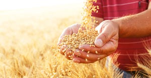 Close up of senior farmers hands holding and examining grains of wheat.